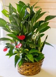For The Home Image